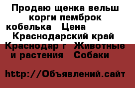 Продаю щенка вельш корги пемброк кобелька › Цена ­ 40 000 - Краснодарский край, Краснодар г. Животные и растения » Собаки   